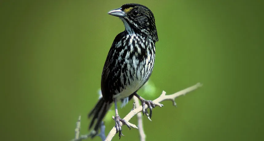 Dusky Seaside Sparrow