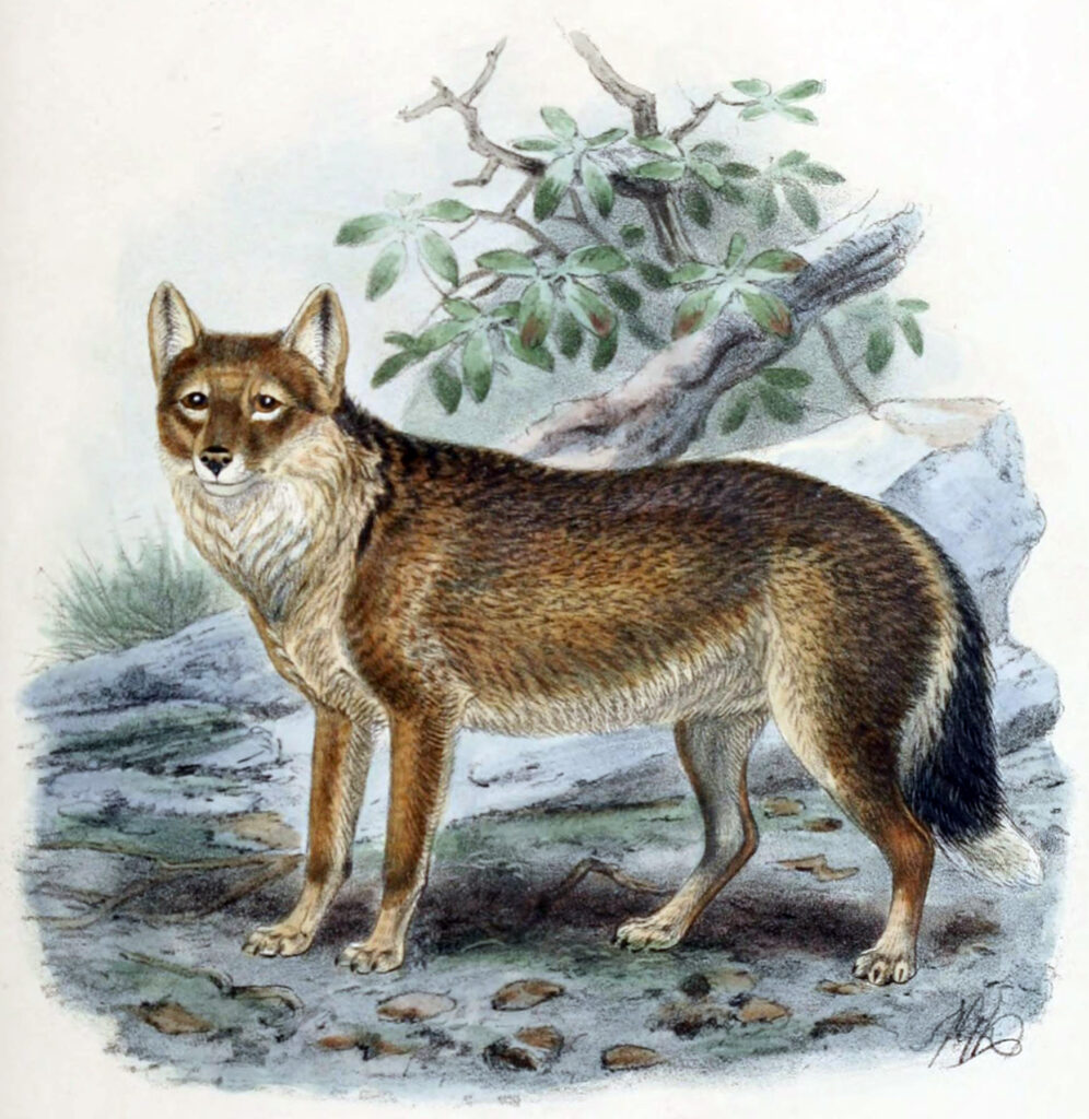 Falkland Islands Wolf