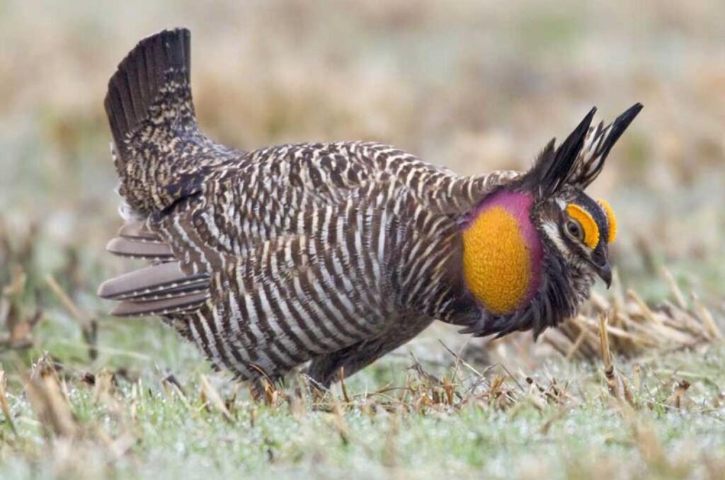 Heath Hen (Booming-Ben)