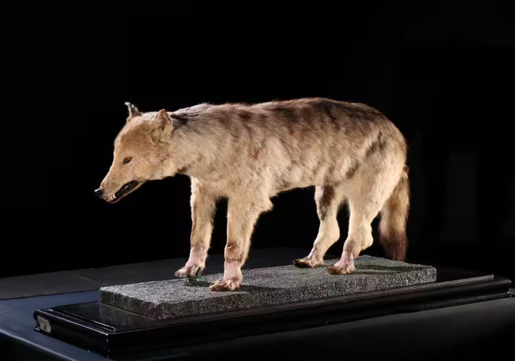 extinct Japanese Honshu Wolf