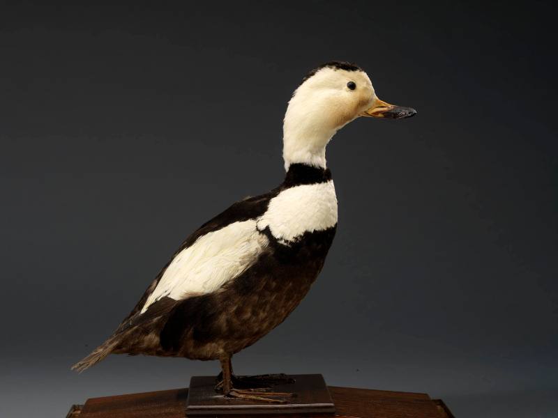 Extinct Labrador Duck