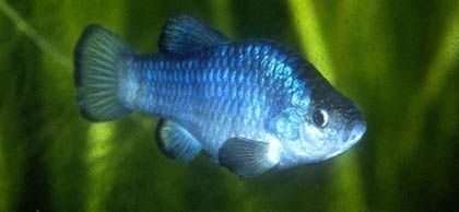 Extinct Tecopa Pupfish